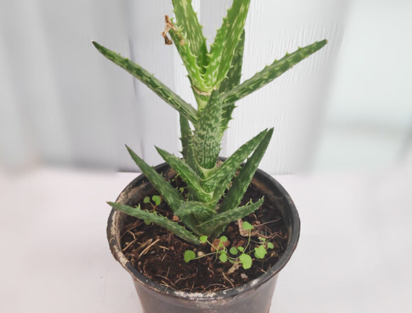 Aloe juvenna