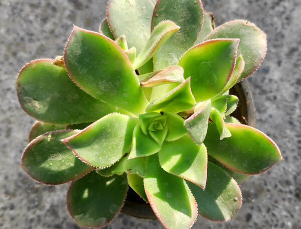 Aeonium decorum Tricolor