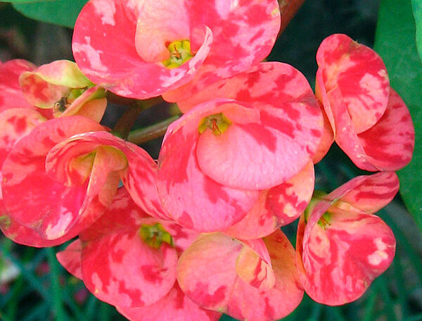 Euphorbia (Any Color)