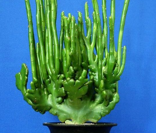 Euphorbia alluaudii