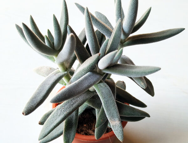 Crassula Surprise Party