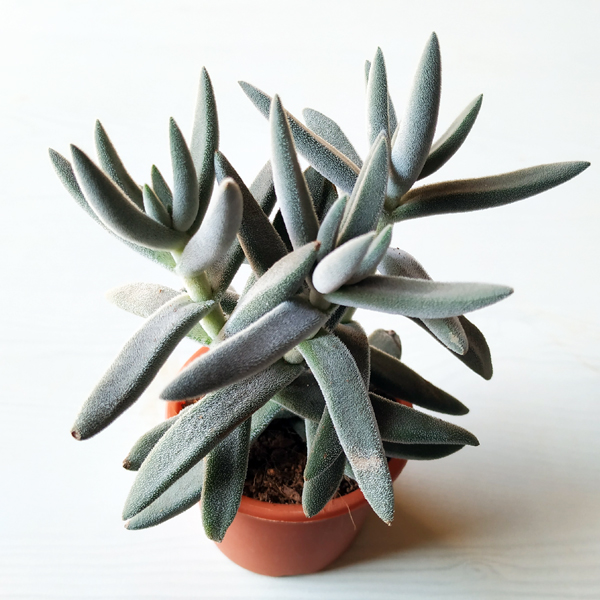 Crassula Surprise Party