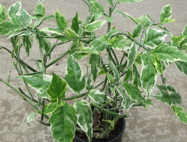 Euphorbia tithymaloides, Pedilanthus (Variegated)