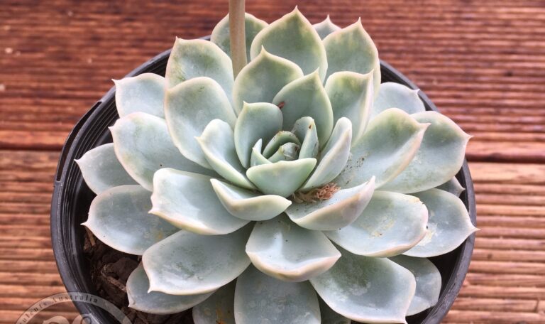 Echeveria elegans Rose