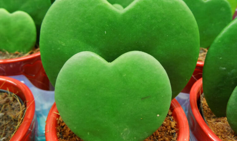 Hoya kerrii, Heart Leaf, Sweetheart Hoya