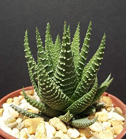 Haworthia attenuata