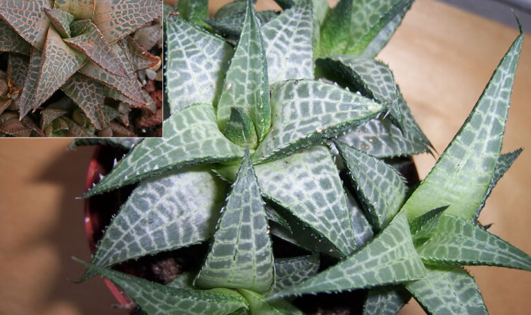 Haworthia venosa, Star Window Haworthia