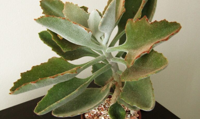 Kalanchoe beharensis roseleaf