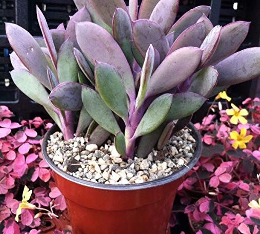 Senecio crassissimus