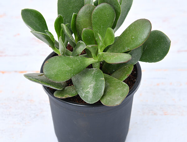 Crassula ovata, Jade Plant (Big leaf)