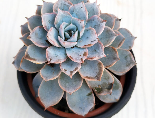 Baby Echeveria, Echeveria derenbergii