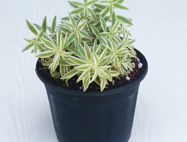 Silver Sedum, Sedum lineare