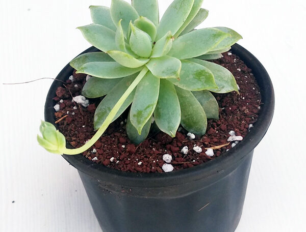 Graptopetalum macdougallii, Laxmi Kamal, Lakshmi Kamal