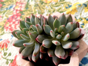 Echeveria blue, Echeveria blue elf