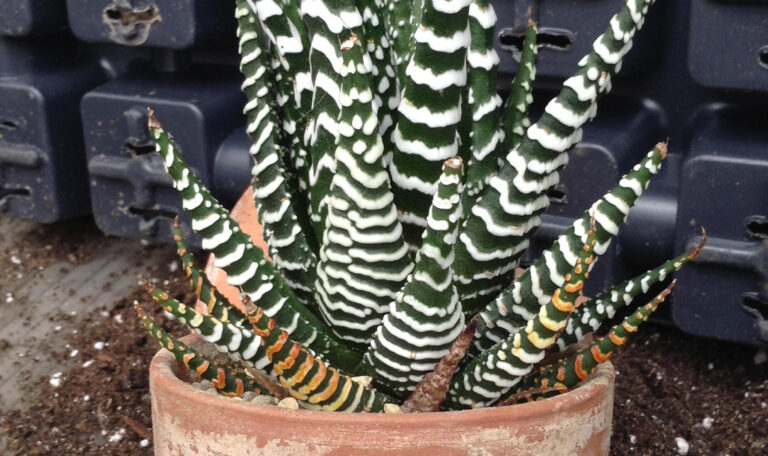 Haworthia margaritifera, Pearl Plant