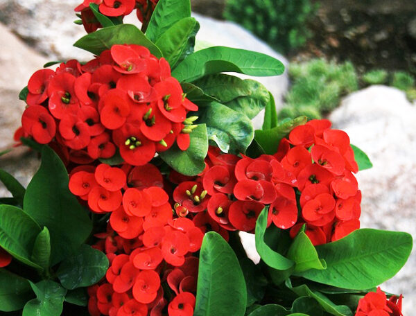 Euphorbia (Red)