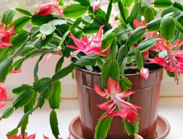 Christmas Cactus, Schlumbergera