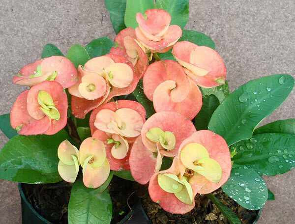 Euphorbia (Peach)