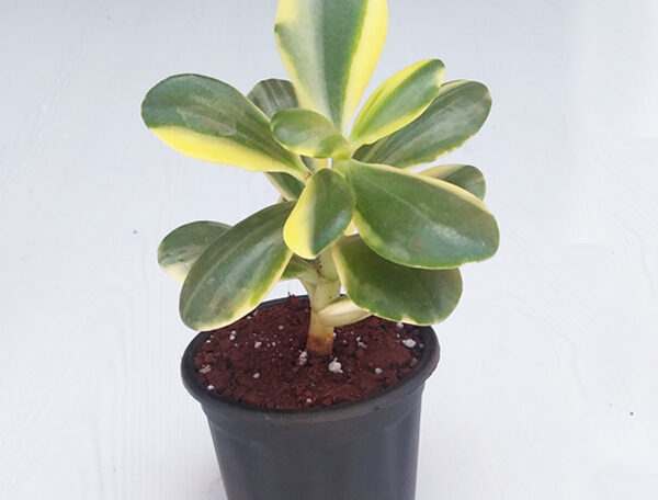 Variegated Jade Plant, Crassula ovata
