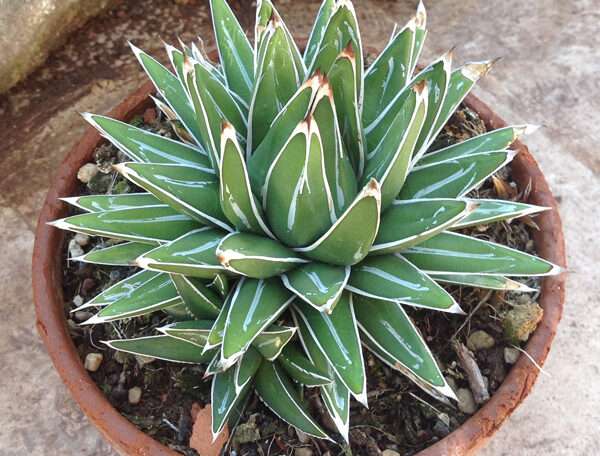 Agave Victoriae