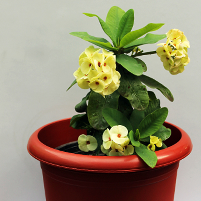 Euphorbia ( Yellow - Red )