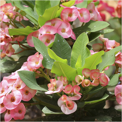 Euphorbia (White - Pink)