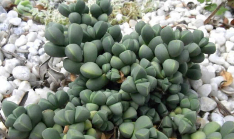 Delosperma lehmannii