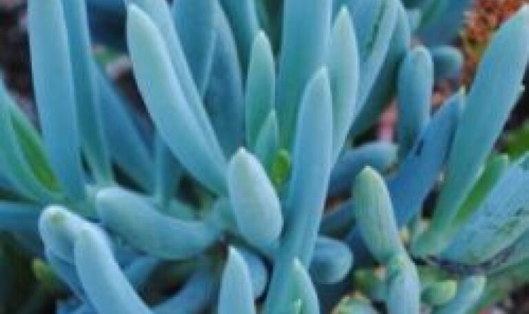 Senecio vitalis Blue