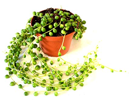 Senecio rowleyanus, String of Pearls