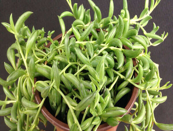 Senecio radicans