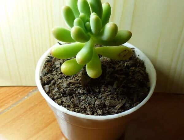 Sedum pachyphyllum