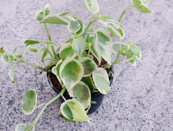 Cupid Peperomia, Peperomia scandens variegata