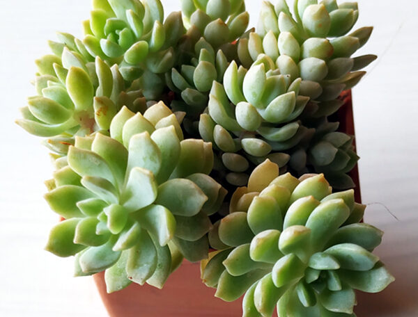 Cupid Peperomia, scandens variegata