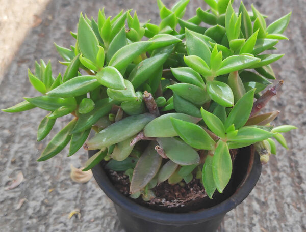 Lenophyllum acutifolium