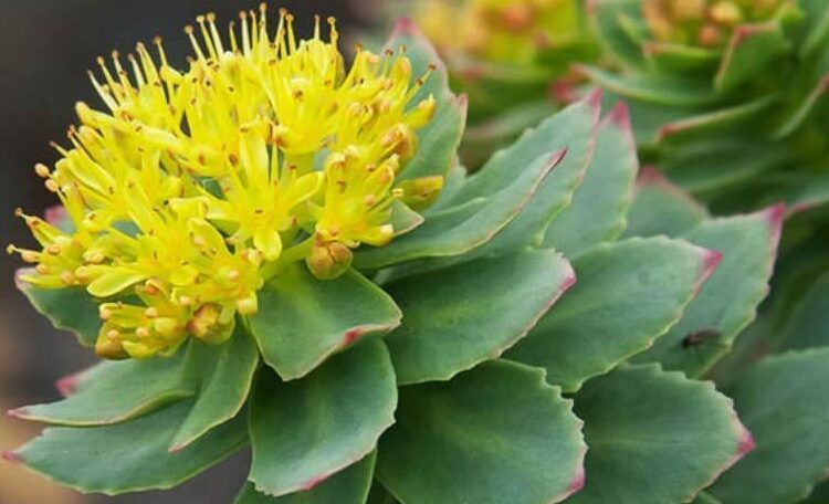 Golden Root, Rhodiola rosea