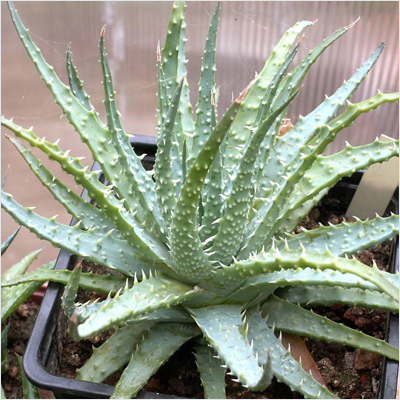 Aloe humilis