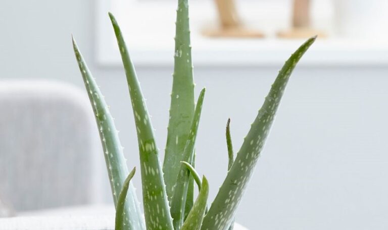 Aloe barbadensis vera