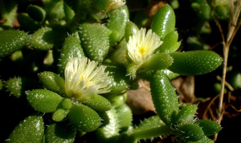 Delosperma pruinosum