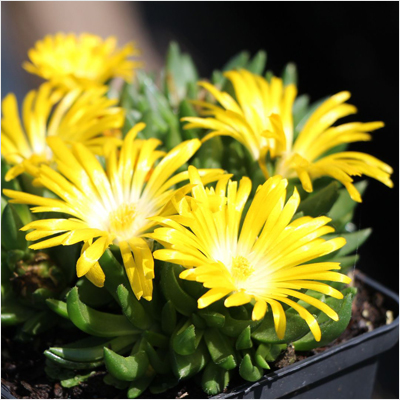 Delosperma congestum