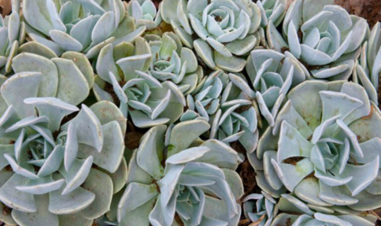 Echeveria runyonii