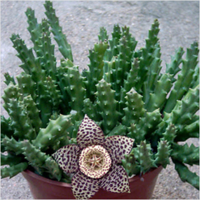 Stapelia variegata
