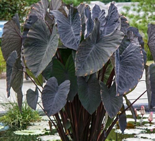 Alocasia esculata black magic