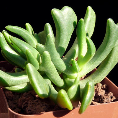 Elkhorn, Rhombophyllum dolabriforme