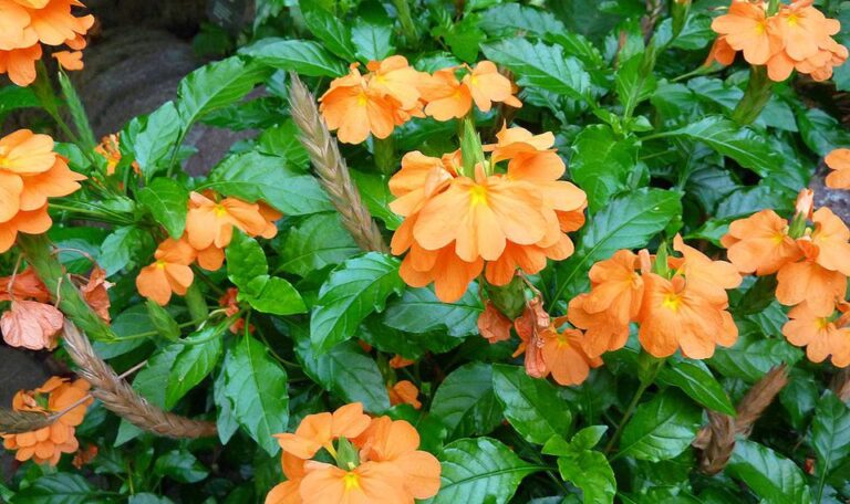 Madras Kanakambaram / Crossandra Infundibuliformis