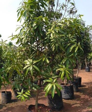 Mango Plant