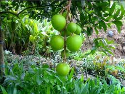 Mango Punasa