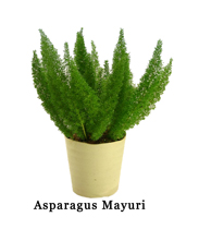 Mayuri Plant