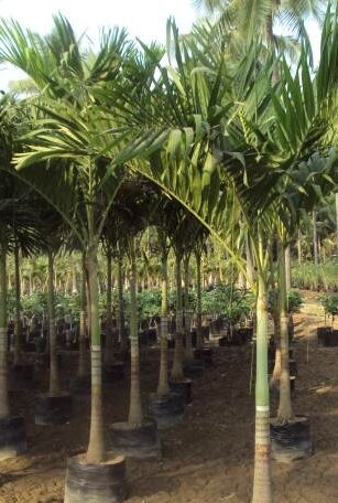 Mirchi Mari green