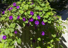 Ipomoea, Morning Glory.