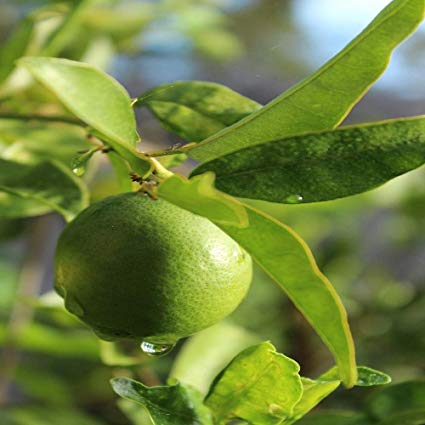 Mosambi / Citrus Limetta